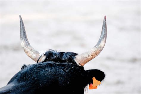 The Symbolic Significance of a Bull Charging and Chasing in Your Dream